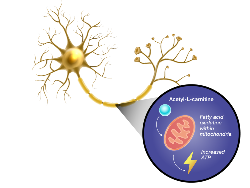 Diagram of a neuron with a focus on acetyl-L-carnitine and mitochondrial function.