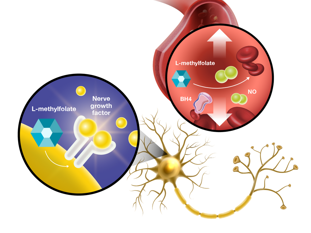 Illustration of nerve growth factor and L-methylfolate with a focus on nerve repair