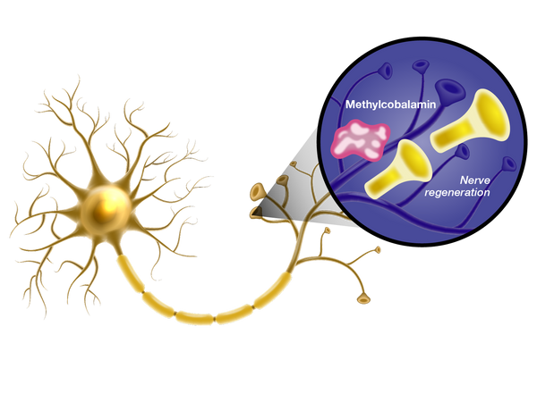 Learn How Metanx® Works